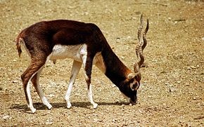 antilope cervicapre, animal, mammifère, asie, cornes