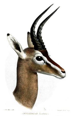 antilope de clarke, animal, mammifère, afrique, 