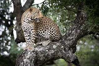 le jaguar, animal, félin carnivore d'amerique du sud