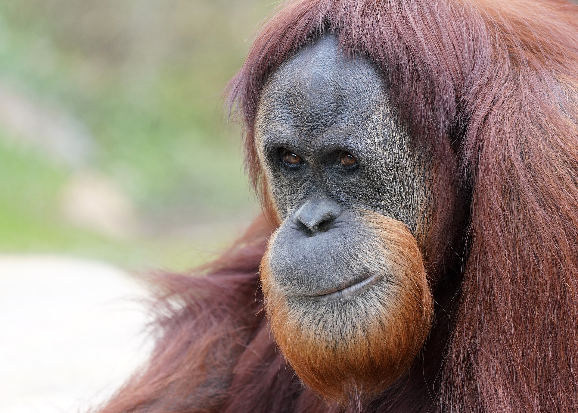 orang outan de borneo, animal, singe d'asie su sud est, danger d'extinction
