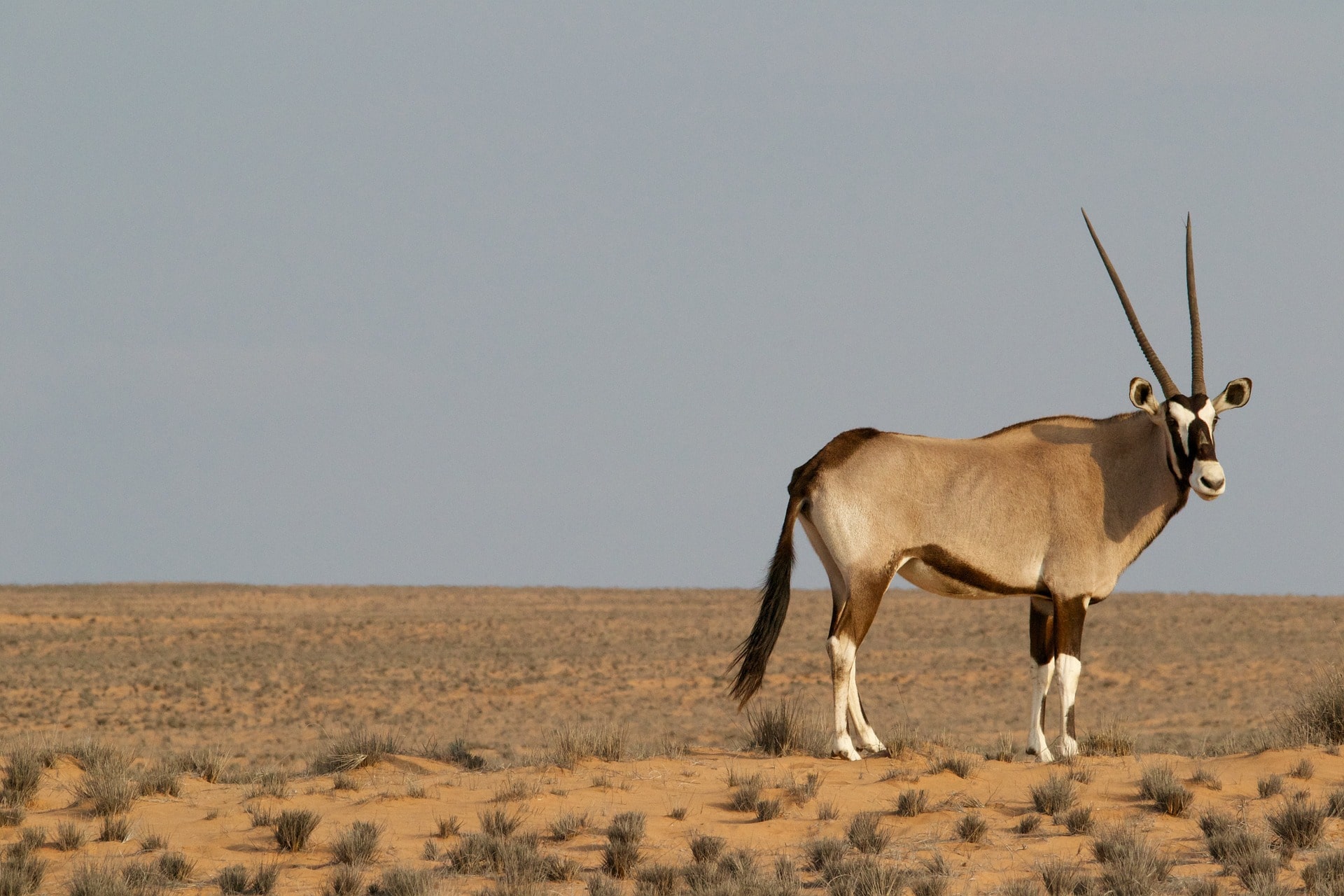 oryx gazelle, gemsbok, animal, antilope, mammifere herbivore d'afrique