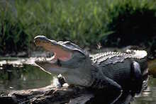 alligator d'Amérique, difference crocodile, gueule, animal 