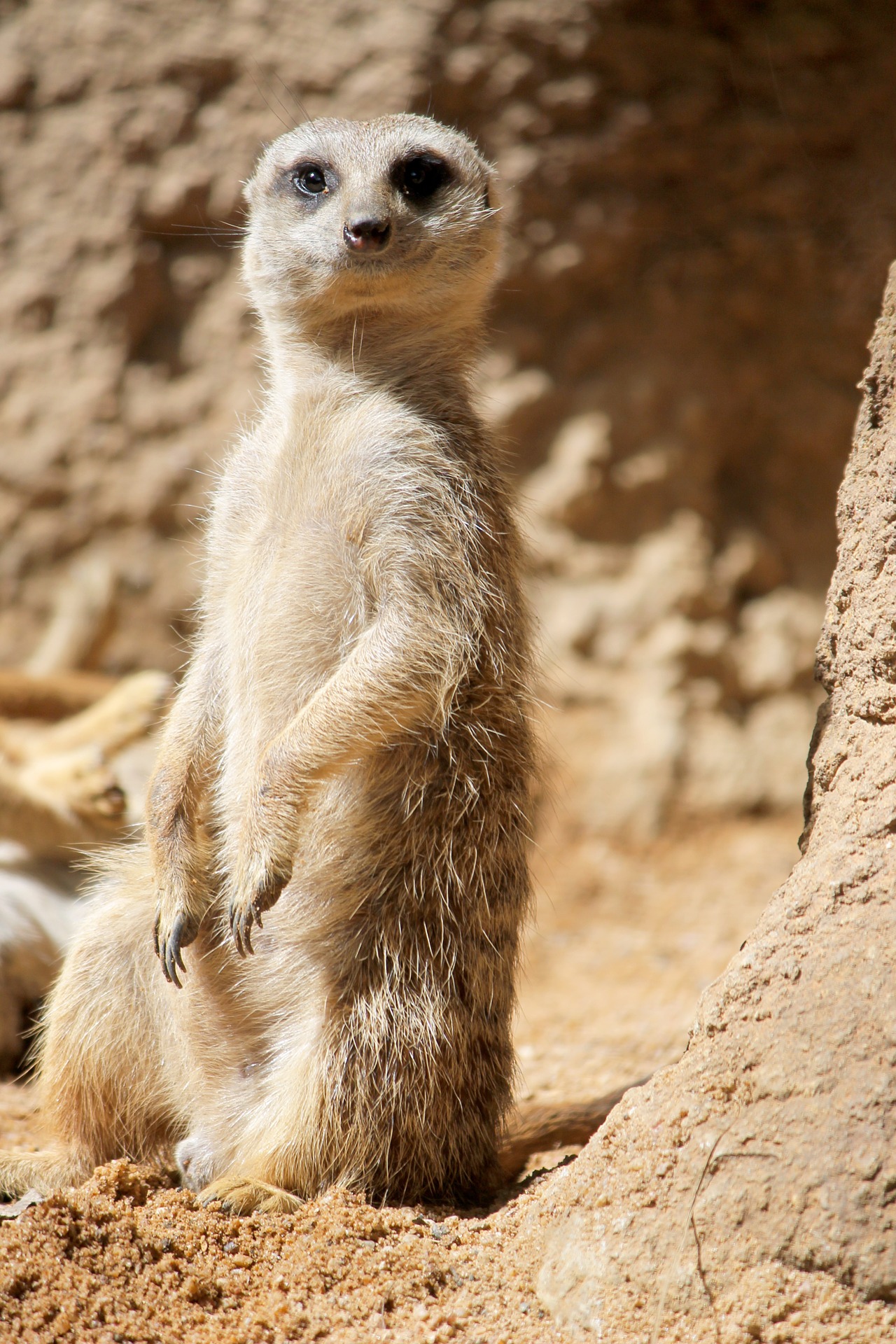 le suricate, sentinelle du desert, animal, mammifere carnivore d'afrique