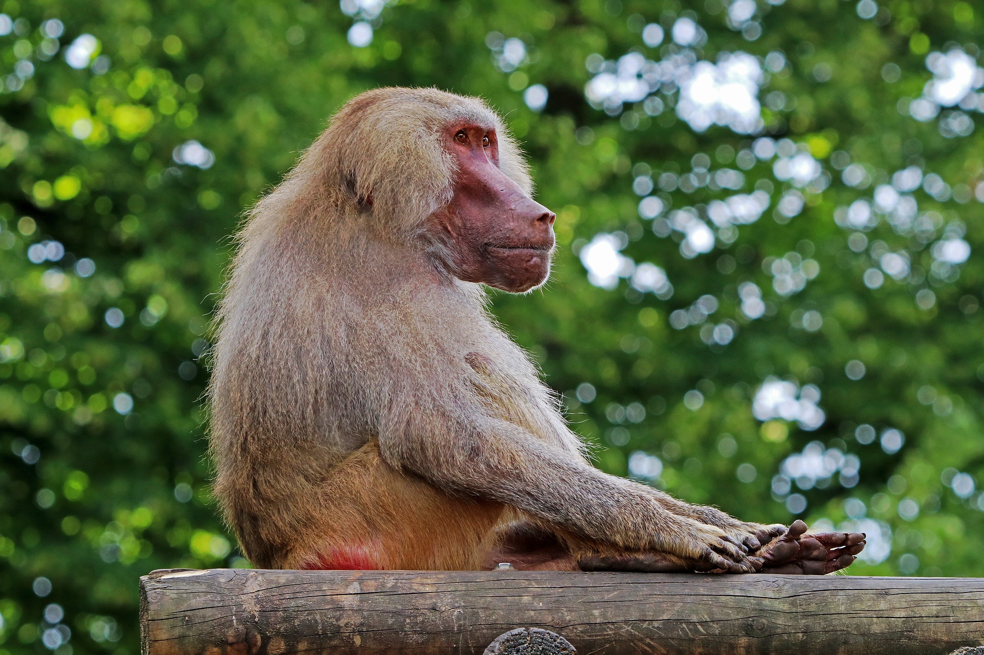 Babouin de Guinée : Fiche descriptive avec photos - Instinct animal