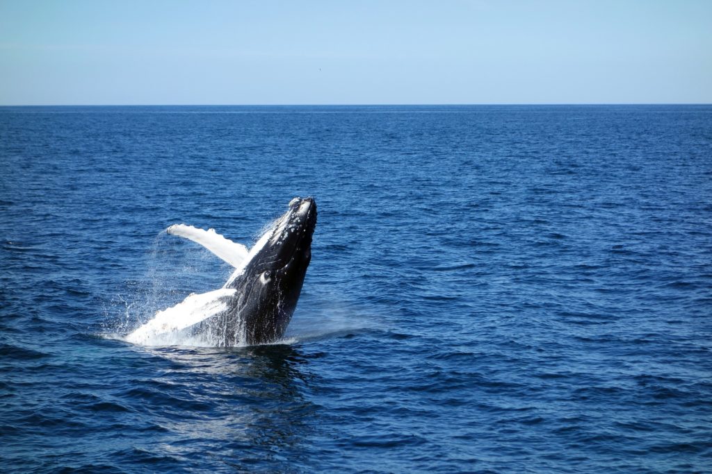 Baleine bleue Fiche descriptive complète + photos Instinct animal
