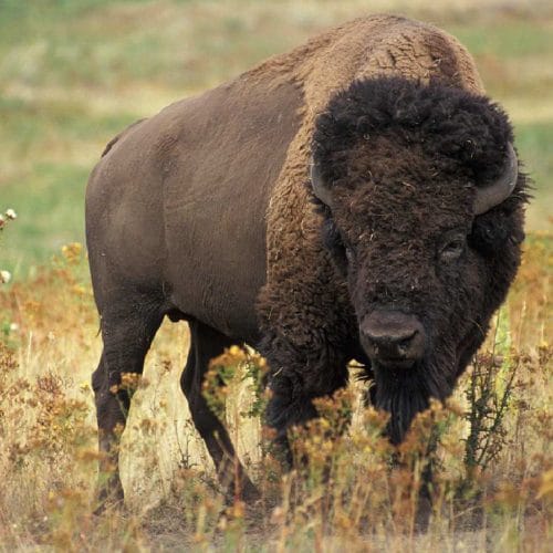 bison d'Amérique du Nord, animal, américain, mammifère