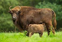 bison d'Europe, européen, petit bebe et sa mère, mammifère, poids