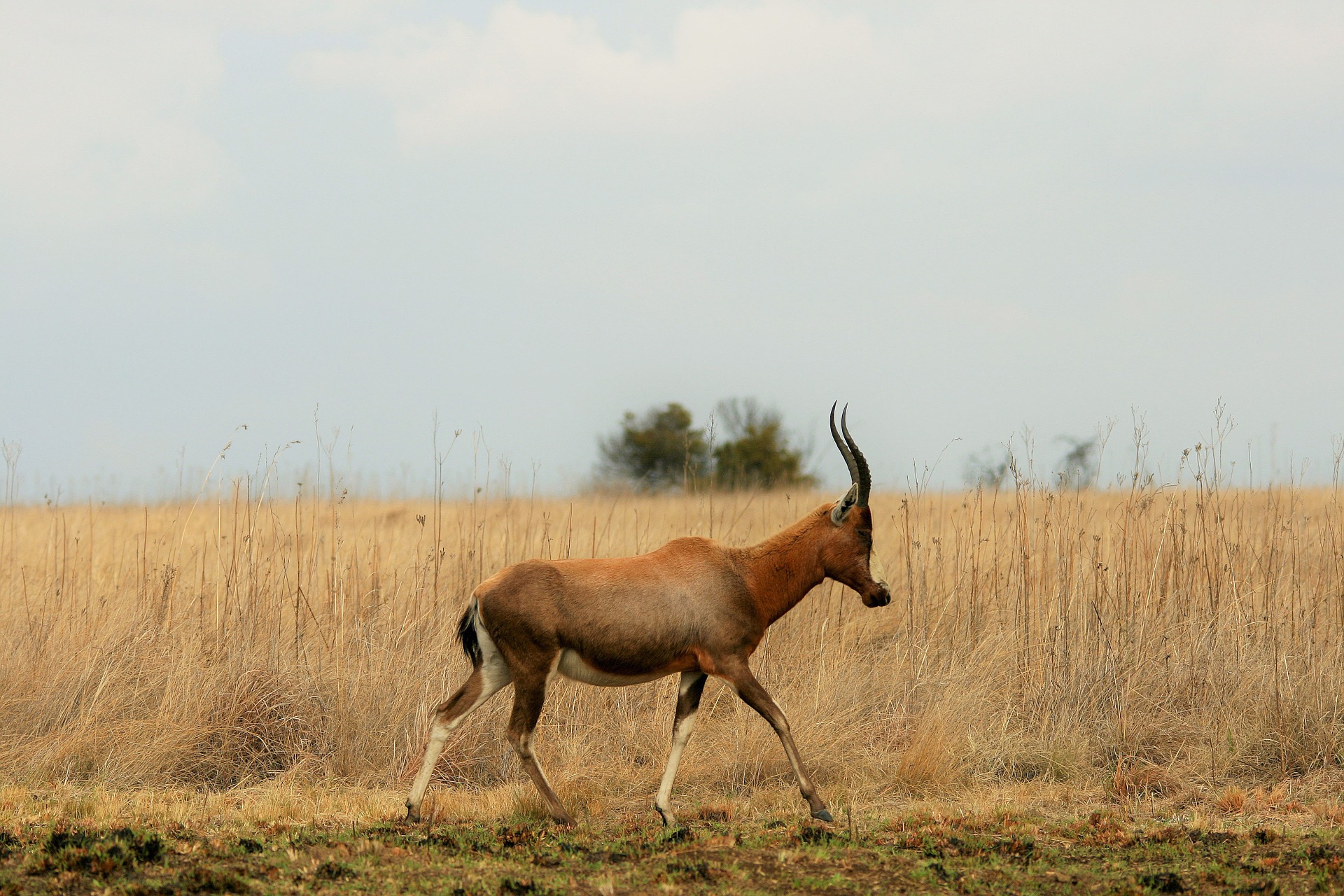 blesbok, animal, damalisque à front blanc, mammifère afrique