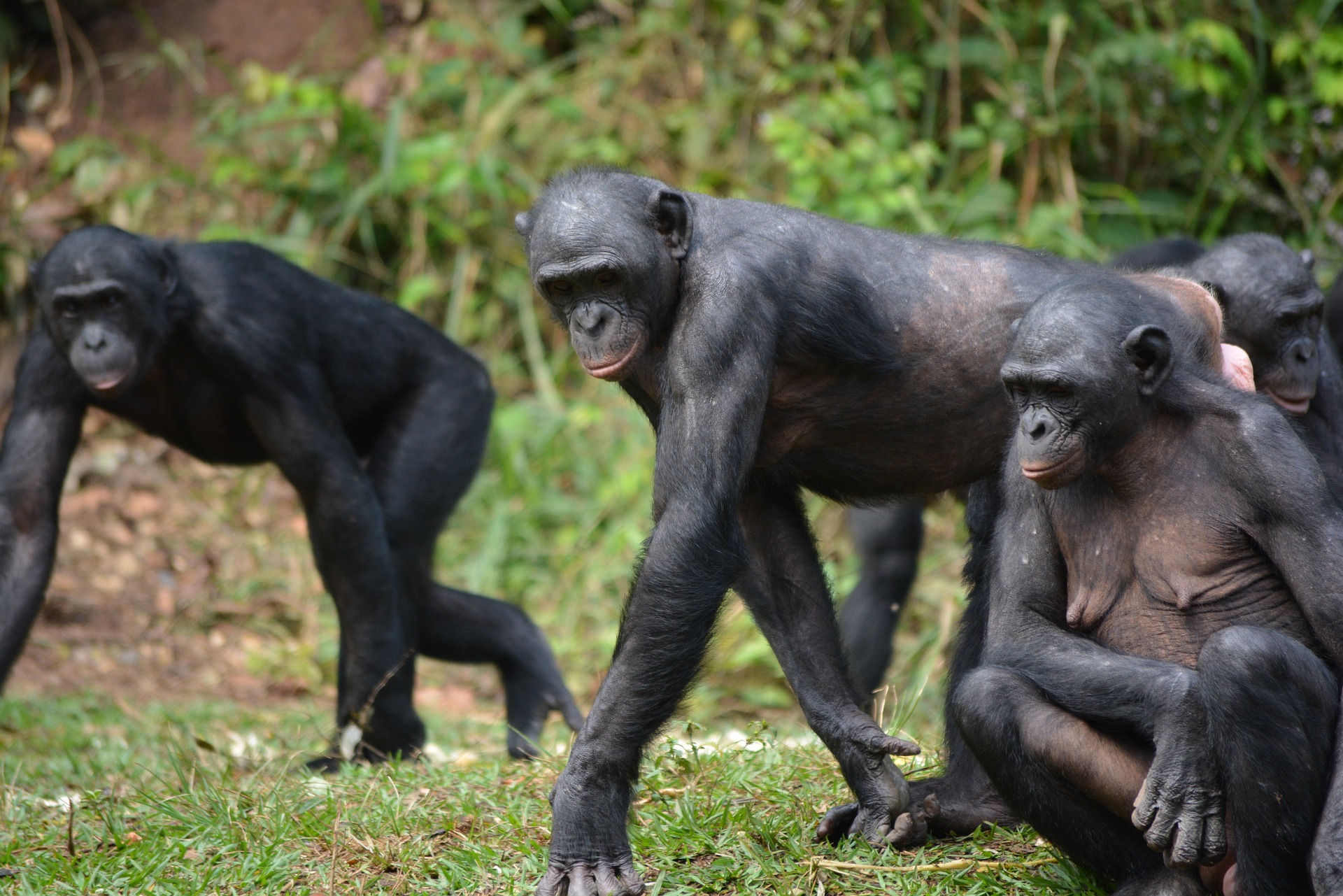 bonobo, animal, singe, chimpanzé nain, afrique, danger de disparition