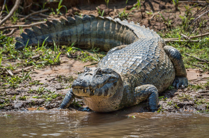 caiman noir, animal, crocodile, alligator, reptile