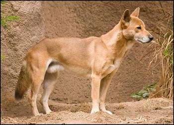 chien chanteur de nouvelle guinée, animal, dingo, mammifère
