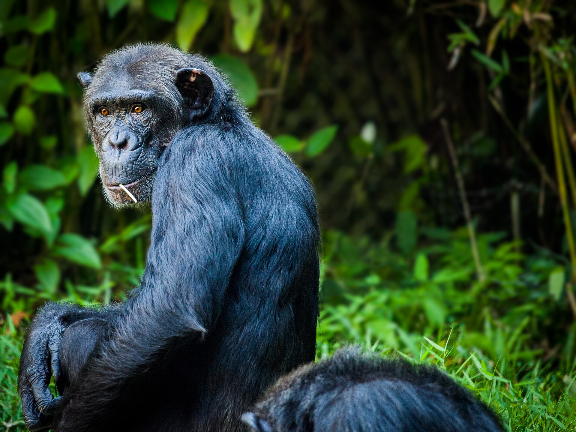 le chimpanze commun, animal, singe, primate d'afrique