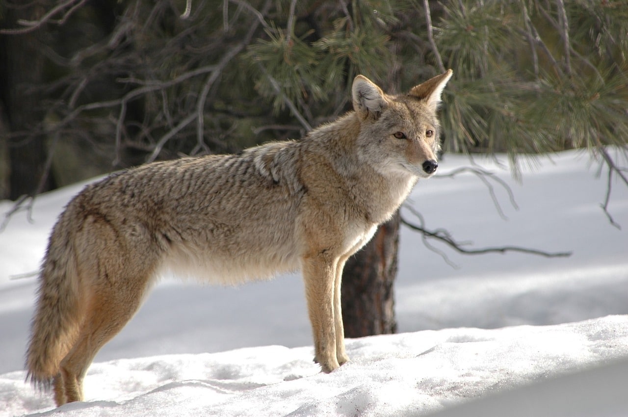 coyote, chacal americain, animal, mammifere d'amerique du nord