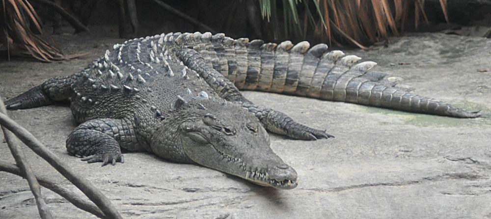 crocodile americain, animal, reptile carnivore d'amerique