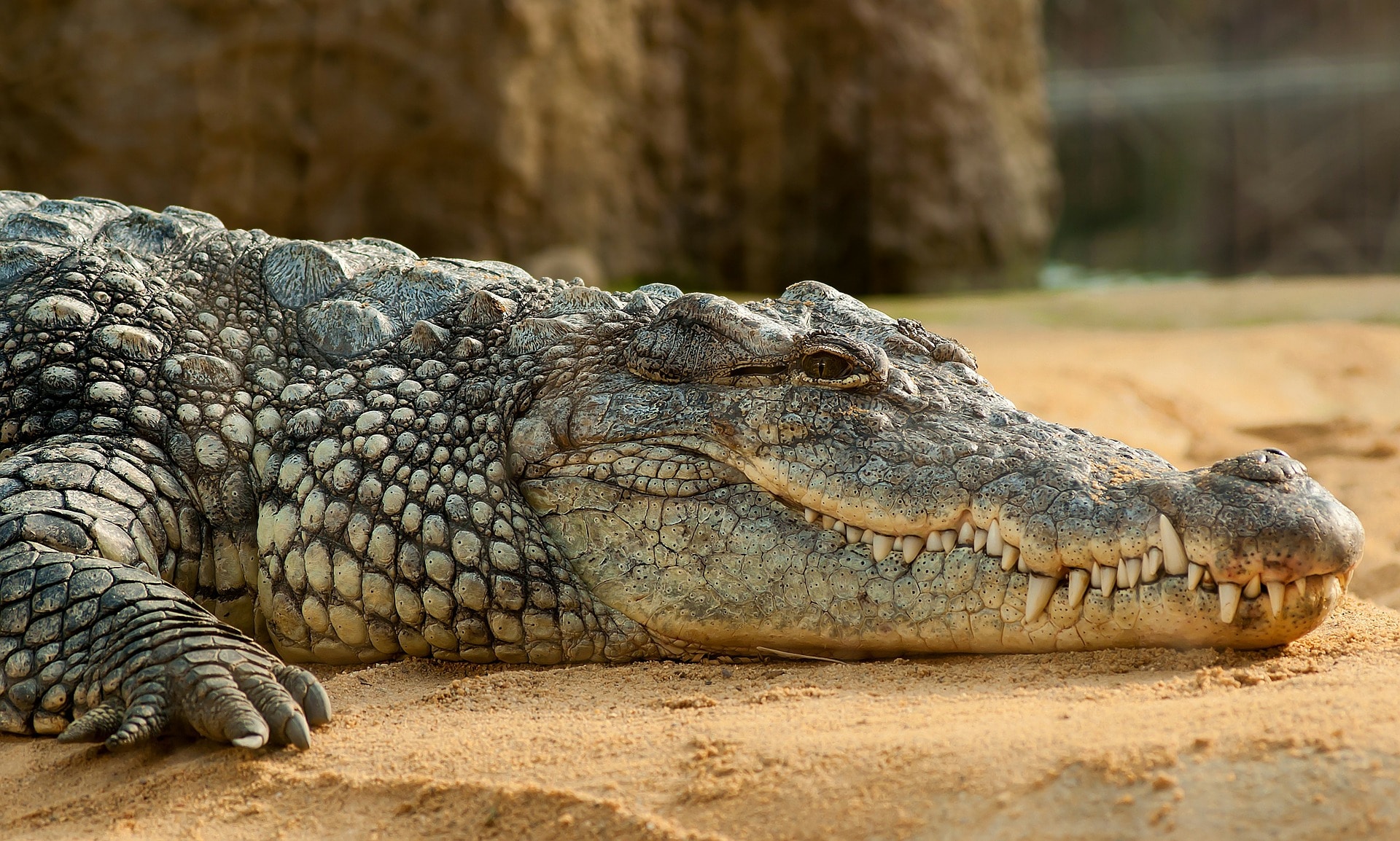 crocodile du nil, animal, reptile carnivore d'afrique