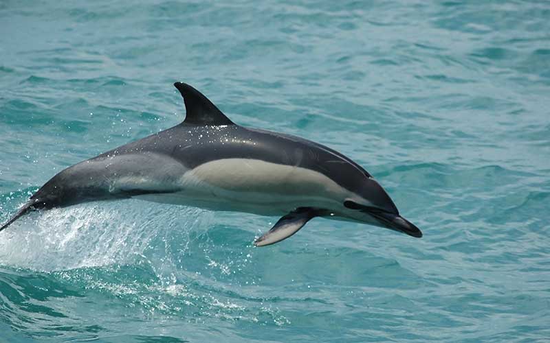 dauphin commun a bec court, animal, mammifere marin, cétacé