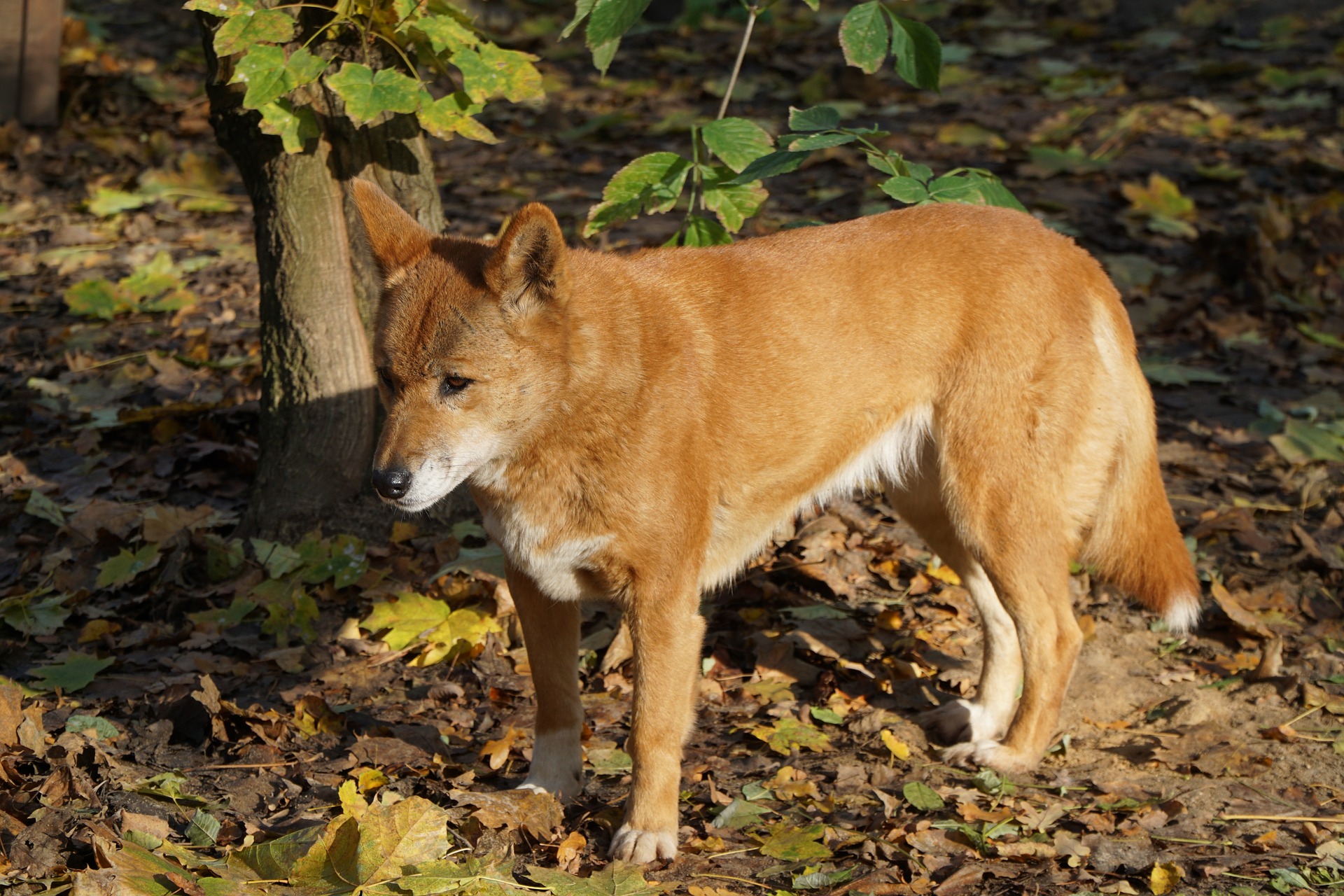 le dingo, warrigal, chien australien sauvage d'australie