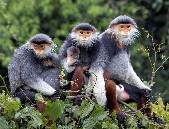 douc à pattes rousses, animal, singe, primate asie du sud est