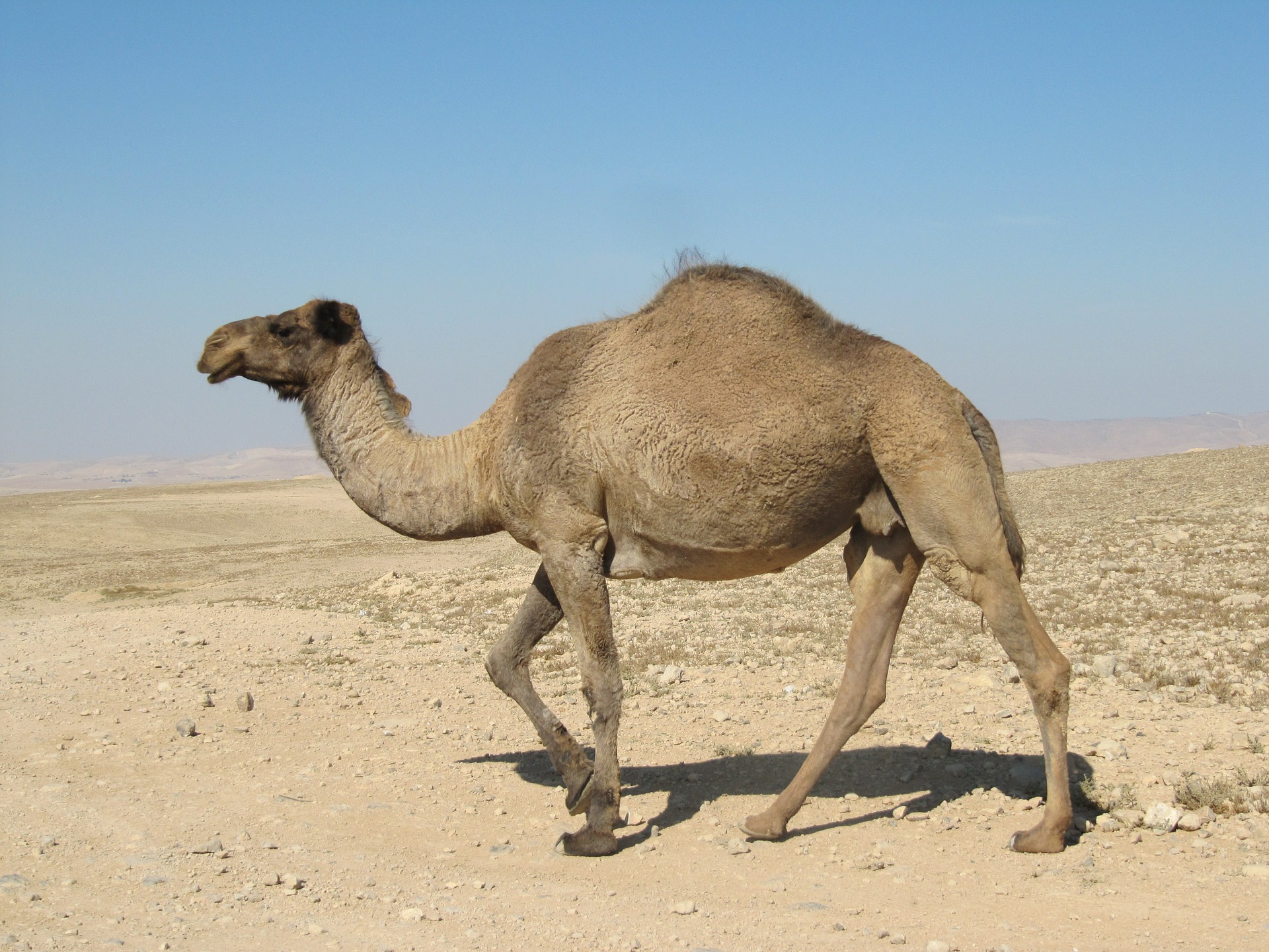 le dromadaire, chameau blanc d'arabie, animal, afrique, australie