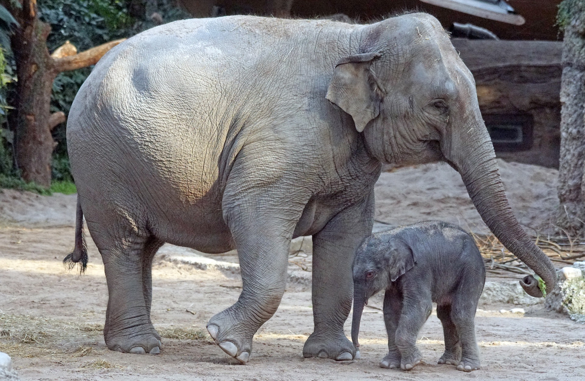 Elephant D Asie Fiche Descriptive Complete Photos Instinct Animal