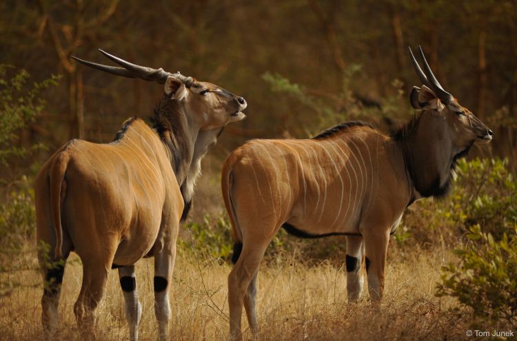 eland de derby, animal, eland geant, antilope d'afrique