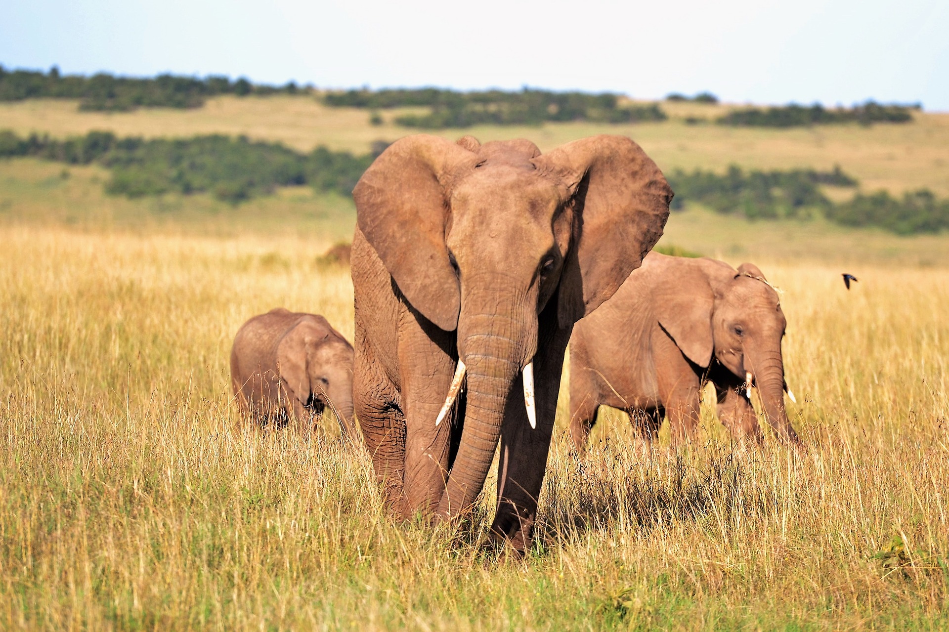 elephant d'afrique, animal, mammifere herbivore