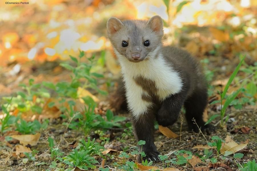 La fouine, un petit animal curieux et mal aimé