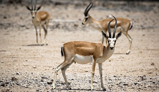 gazelle a goitre, perse, animal, mammifere herbivore d'asie