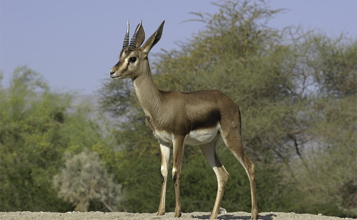 gazelle de cuvier, de l'atlas, animal, mammifere d'afrique du nord