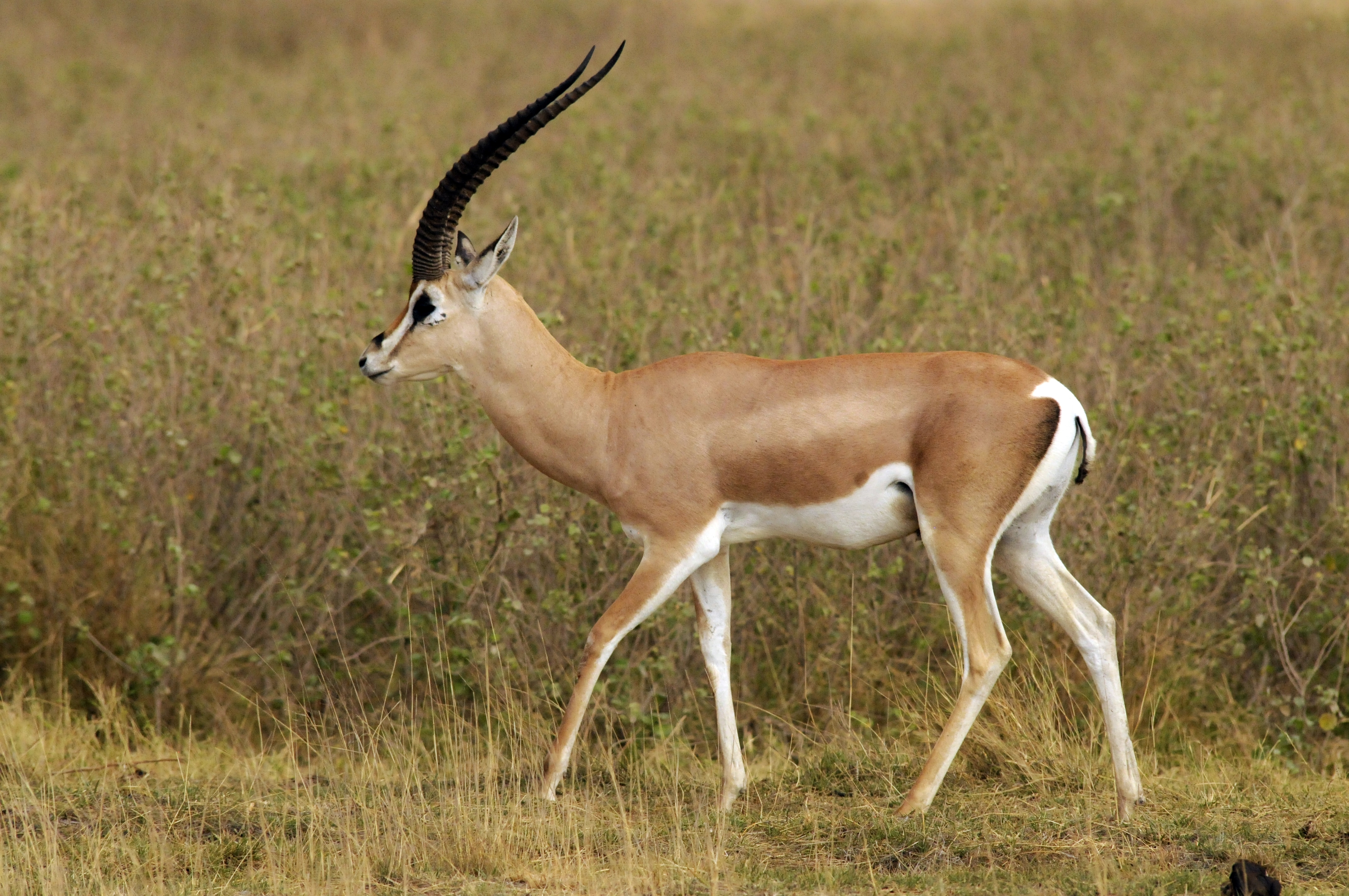 la gazelle de grant, animal, mammifere herbivore d'afrique de l'est