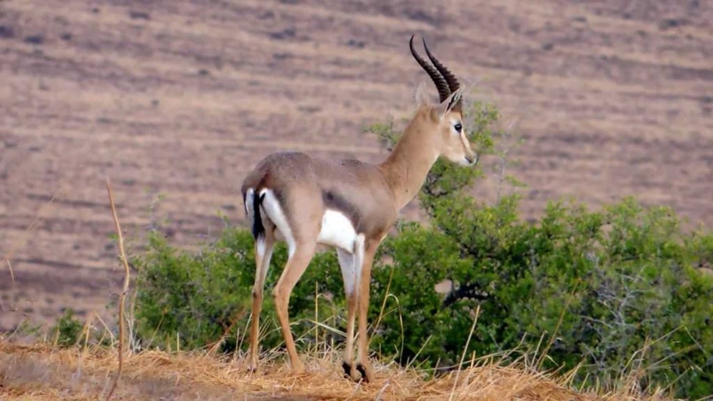 Gazelle de montagne description de l'antilope + photos Instinct Animal