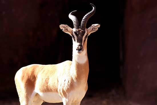 gazelle de sommering, animal, mammifere herbivore, corne de l'afrique