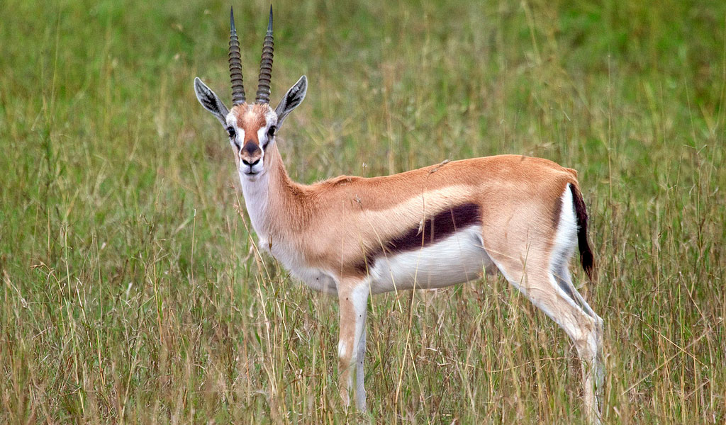 gazelle de thomson, thommie, animal, mammifere herbivore d'afrique