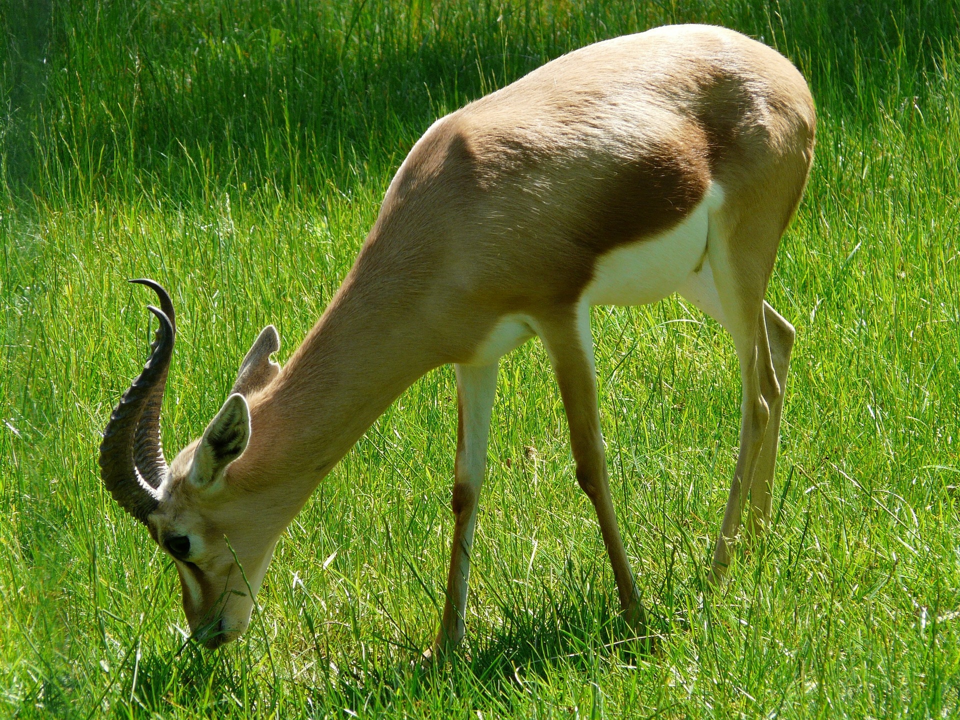 la gazelle dorcas, animal, antilope herbivore d'afrique