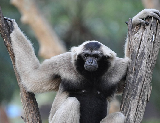 gibbon a bonnet, animal, singe à coiffe, primate d'asie