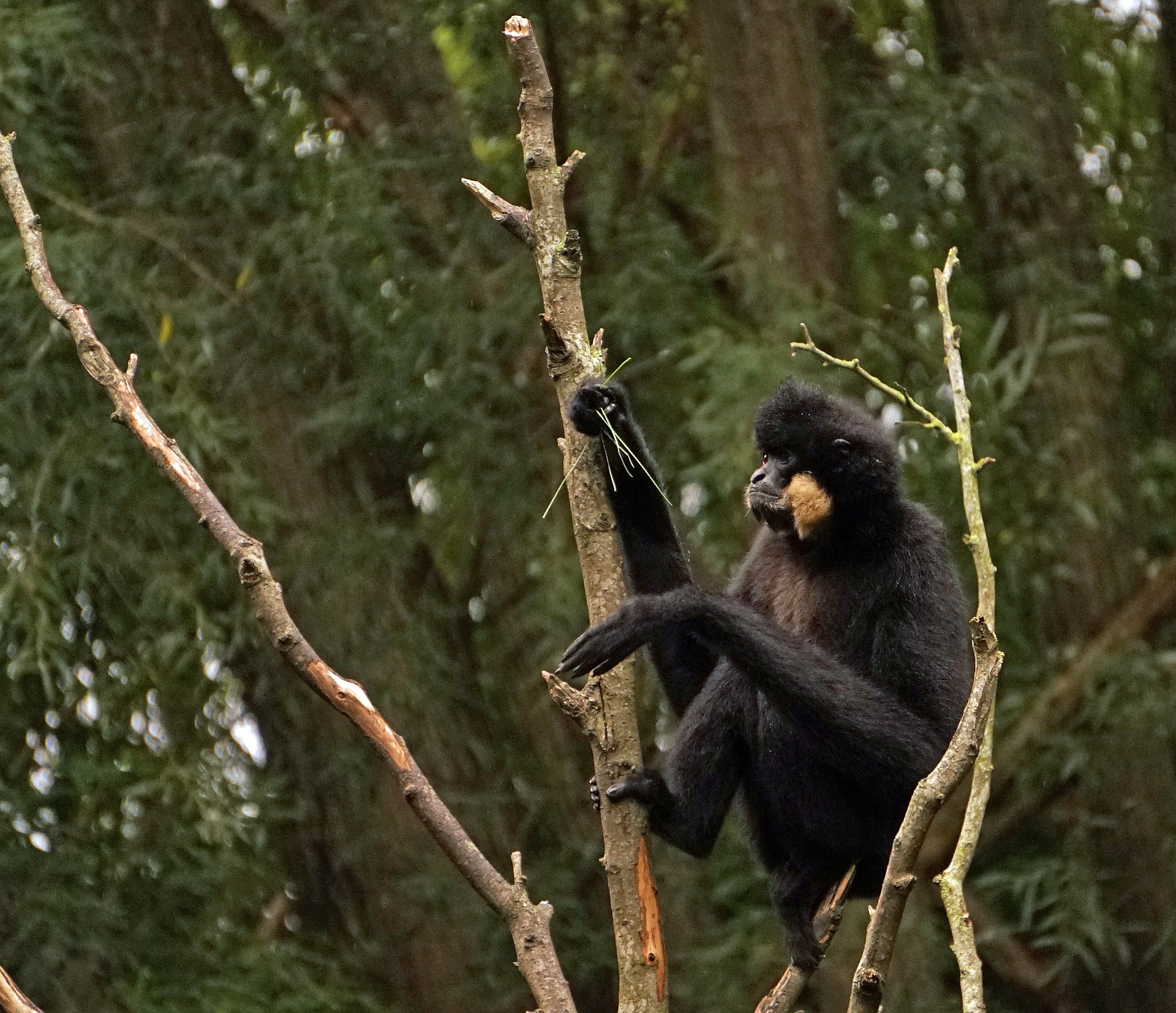gibbon a joues jaunes male, animal, singe d'asie menacé de disparition