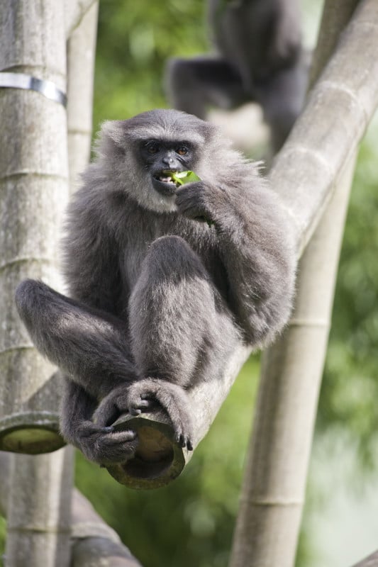 gibbon cendré, argenté, singe de java, asie du sud-est en danger de disparition