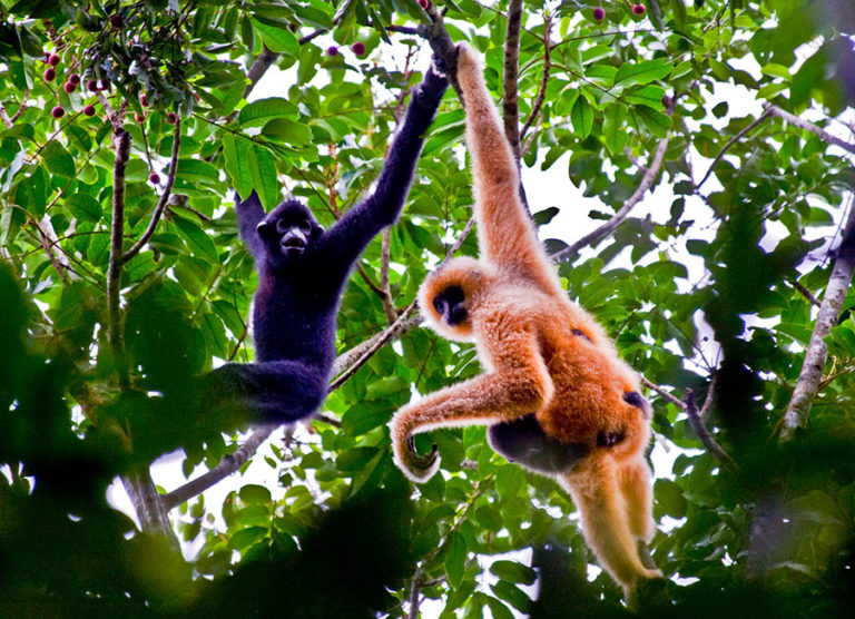 Gibbon de Hainan taille, poids, habitat, alimentation, longévité