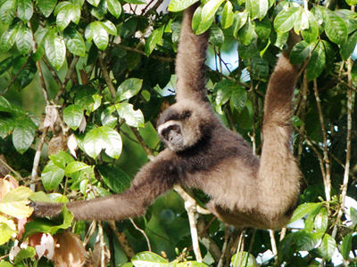 gibbon de muller, animal, singe d'asie du sud-est menace de disparition