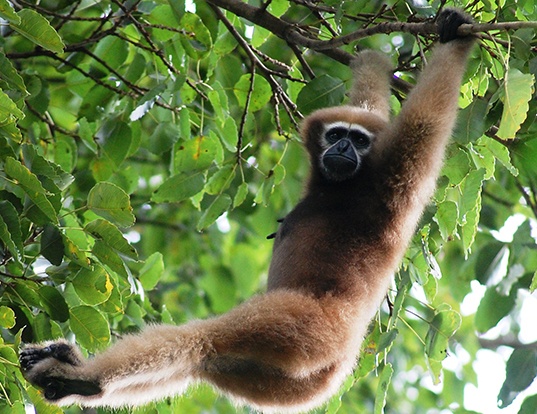 gibbon hoolock occidental, animal, singe d'asie du sud est en voie de disparition