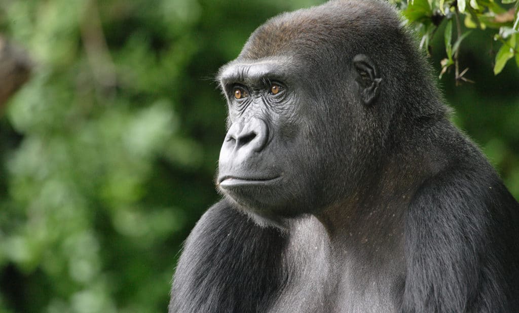 gorille de l ouest description du grand singe photos instinct animal gorille de l ouest description du grand singe photos instinct animal