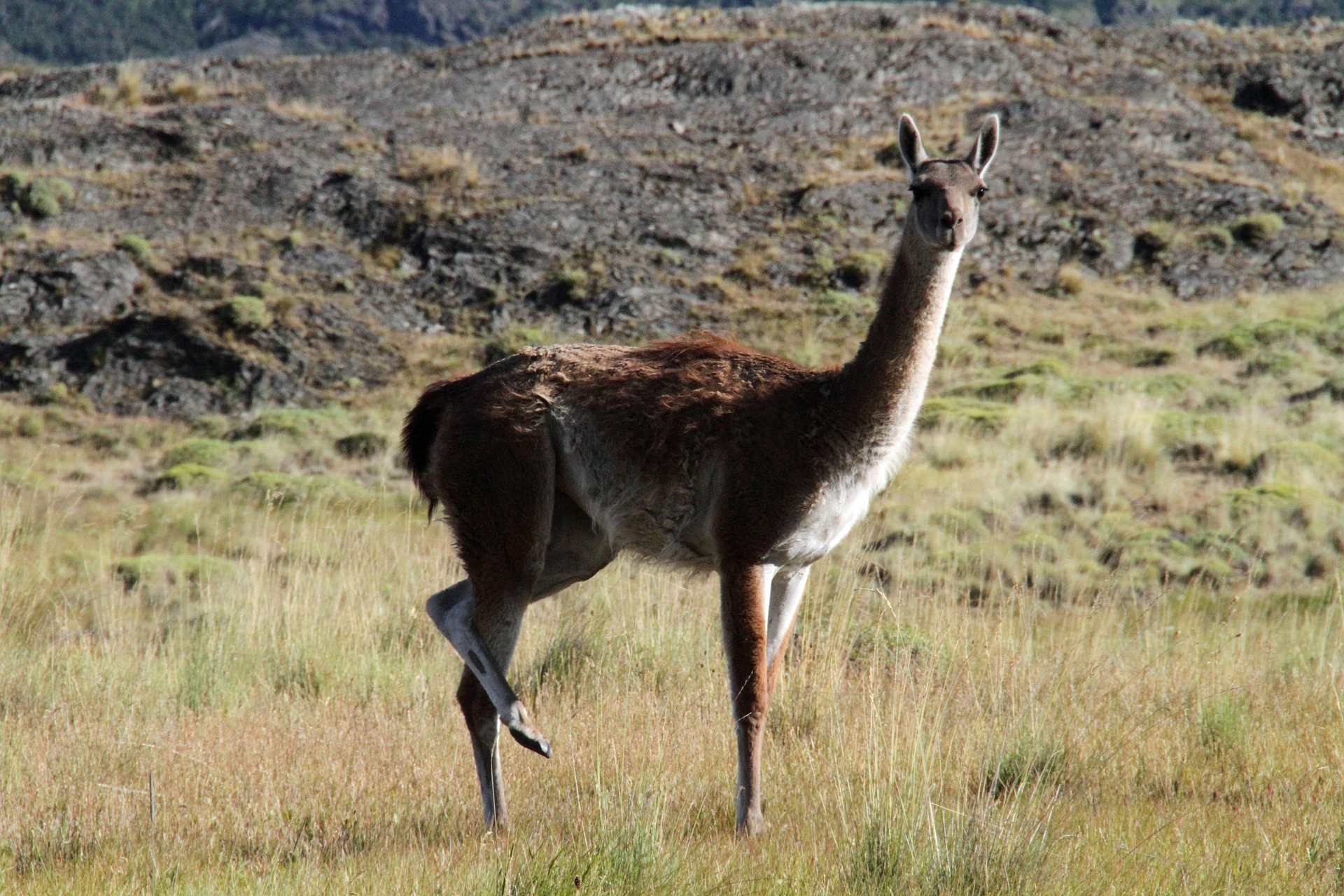 guanaco, animal, mammifere herbivore d'amerique du sud, camélidé, ancetre du lama, animal sauvage