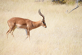 impala, male animal, antilope, mammifere herbivore d'afrique, savane africaine