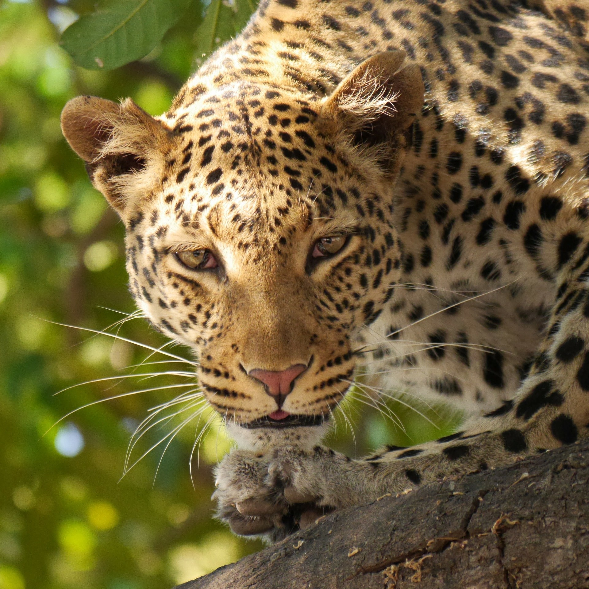 leopard, panthere, animal, felin carnivore d'afrique
