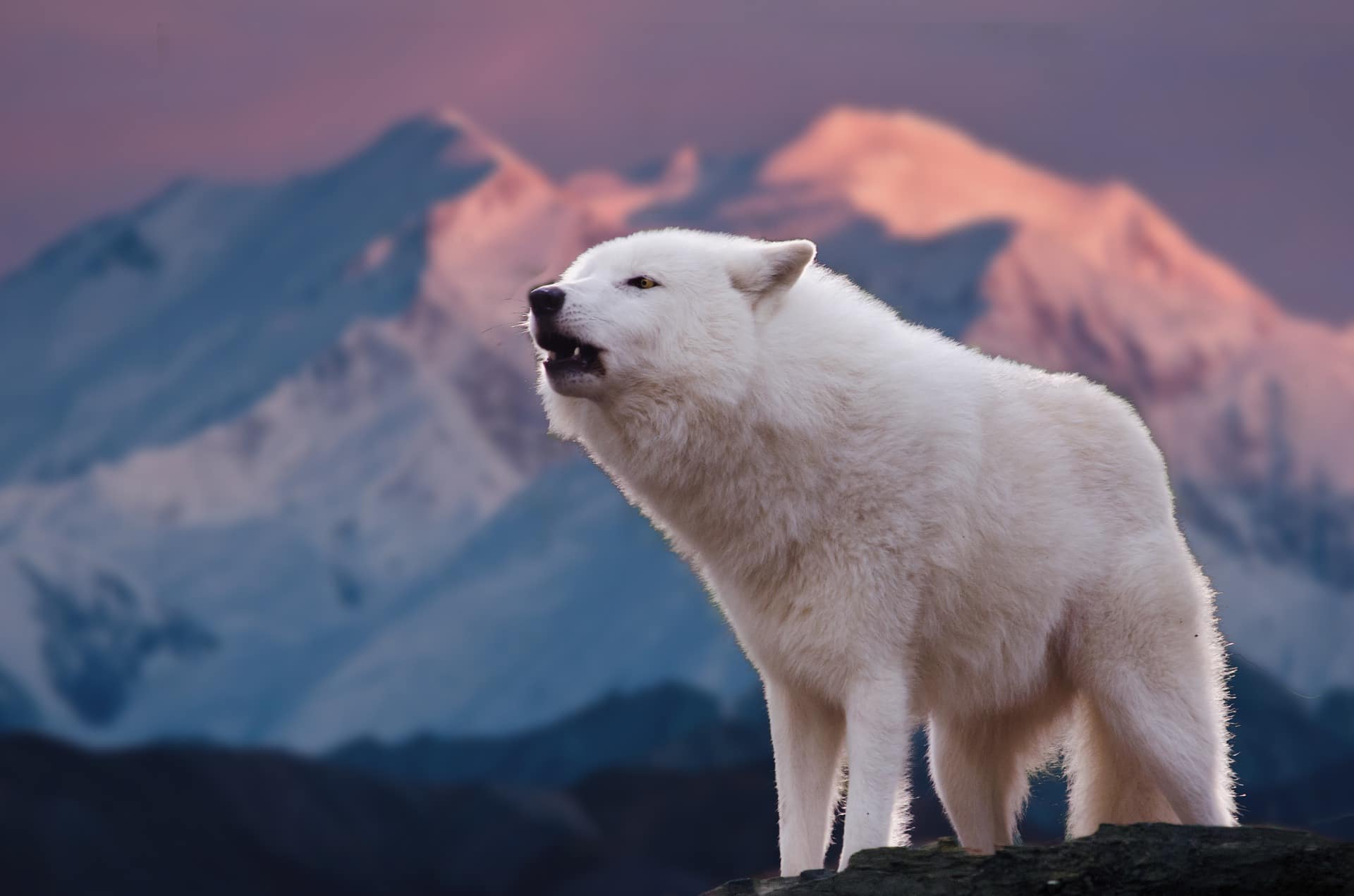 loup arctique, blanc, polaire, louve, animal, mammifere carnivore d'amerique du nord