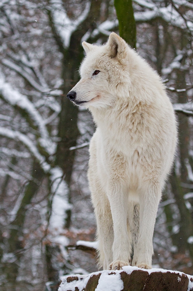 loup de siberie, animal, mammifere carnivore, sous espece de canis lupus, vit en Russie et scandinavie