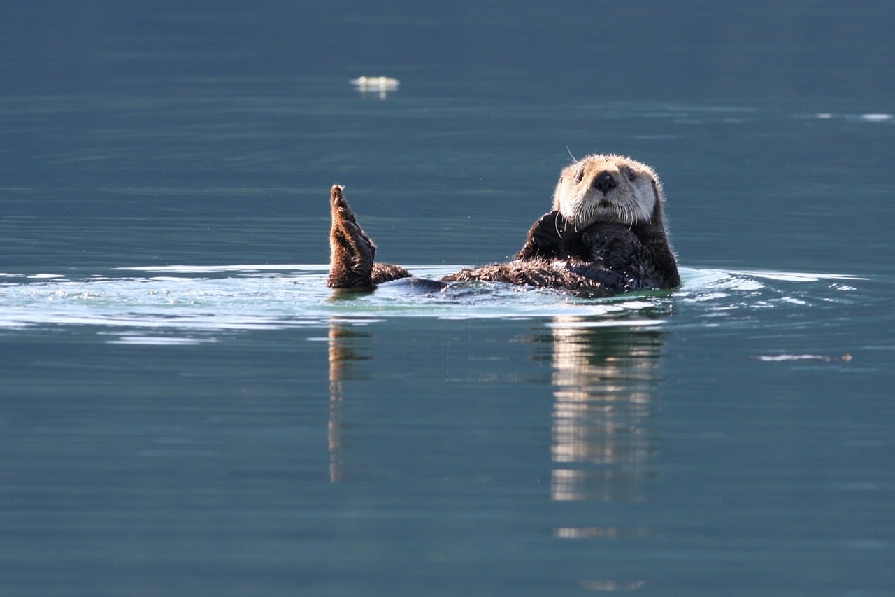 À l'eau, la loutre! - Les Explorateurs