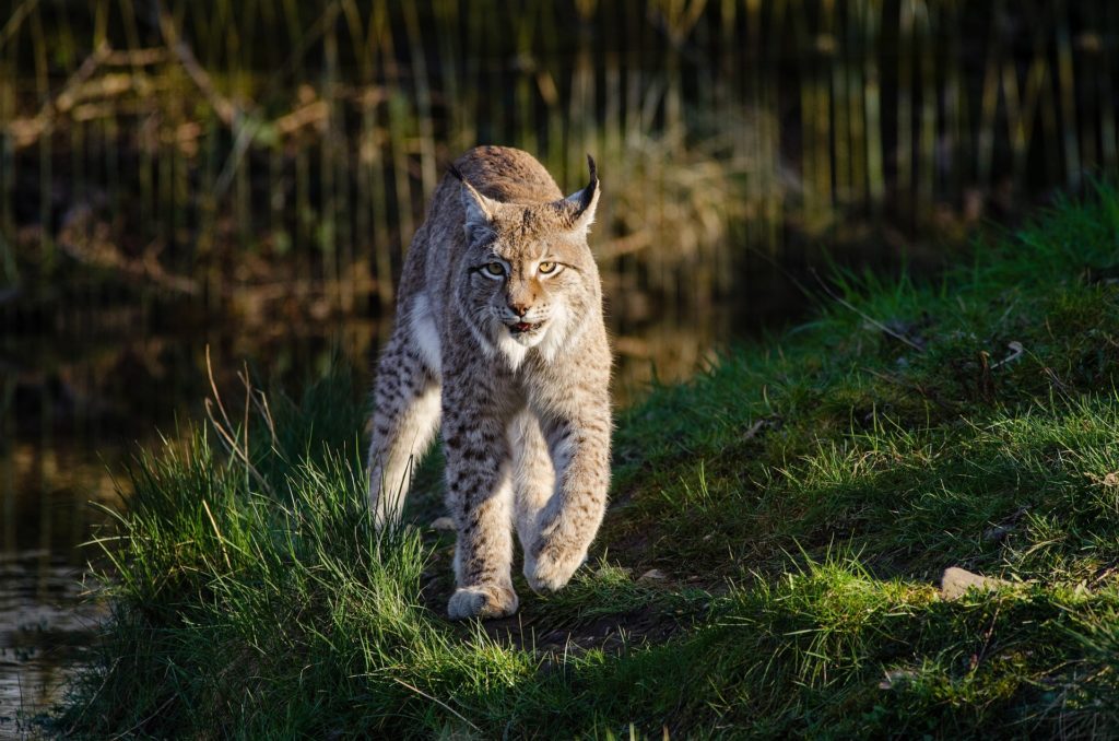 Lynx commun (Boréal) : Fiche descriptive du félin   photos - Instinct ...