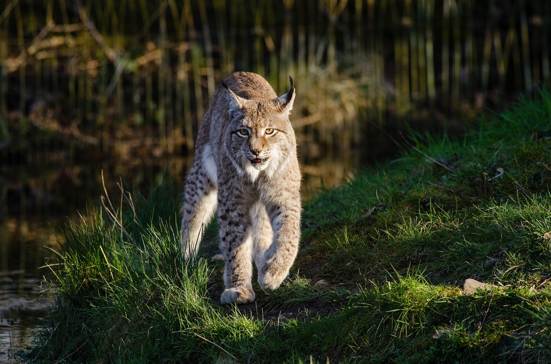 lynx commun boreal, animal, mammifere carnivore d'europe