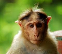 macaque commun a bonnet, animal, singe d'inde